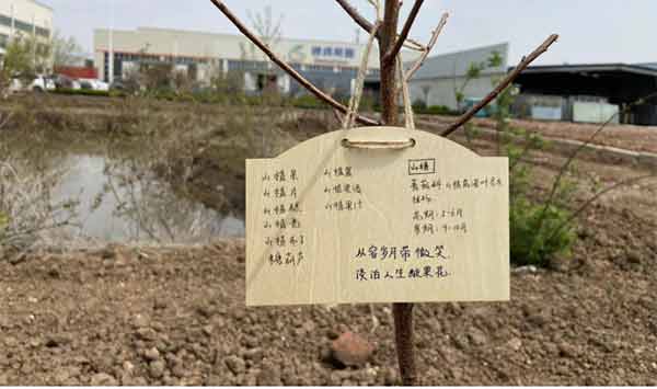 One man, one tree, planted hope